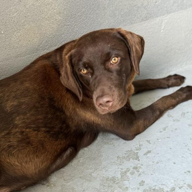 adoptable Dog in San Diego, CA named Canela