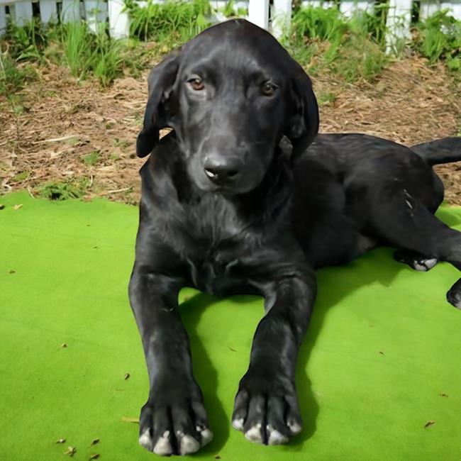 adoptable Dog in San Diego, CA named Milton