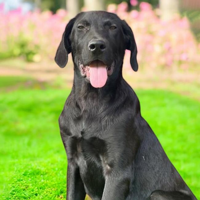 adoptable Dog in San Diego, CA named Malone