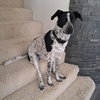 Pebbles - Photo 2