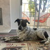 Pebbles - Photo 3