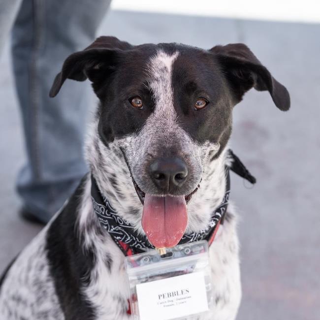 Cattle Dog