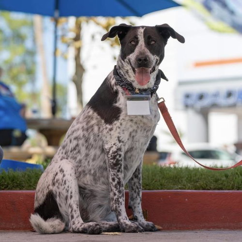 picture of the dog needing adoption
