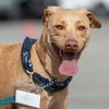 adoptable Dog in  named Bubba