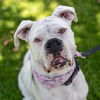 adoptable Dog in  named Reya