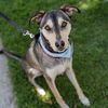 adoptable Dog in  named Koby