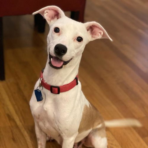 picture of the dog needing adoption