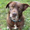 adoptable Dog in  named Patty