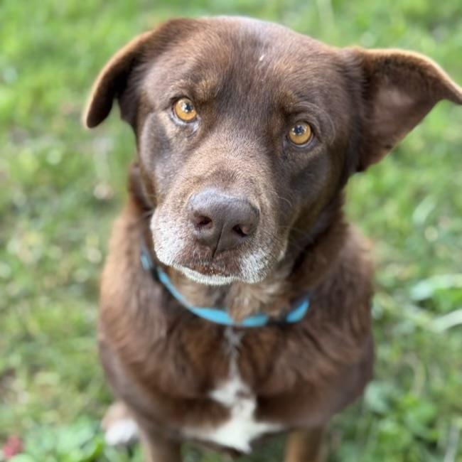 adoptable Dog in San Diego, CA named Patty