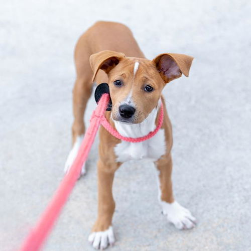 picture of the dog needing adoption