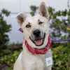 adoptable Dog in  named Rainbow