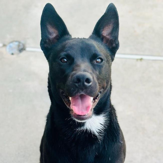 adoptable Dog in San Diego, CA named Reed