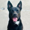 adoptable Dog in  named Reed