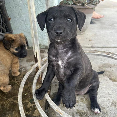 picture of the dog needing adoption