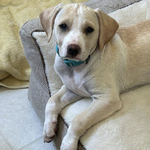 picture of the dog needing adoption