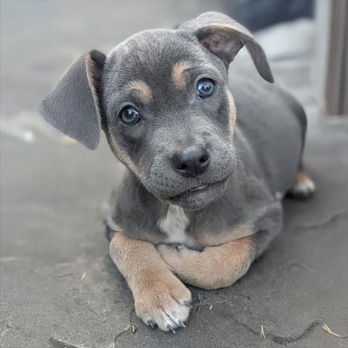 picture of the dog needing adoption