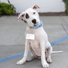 adoptable Dog in  named Graton (Cajun Pup)