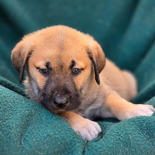 picture of the dog needing adoption