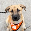 adoptable Dog in san diego, CA named Arbonne (Bayou Pup) - Adopted!