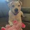 adoptable Dog in  named Birch - Adopted!