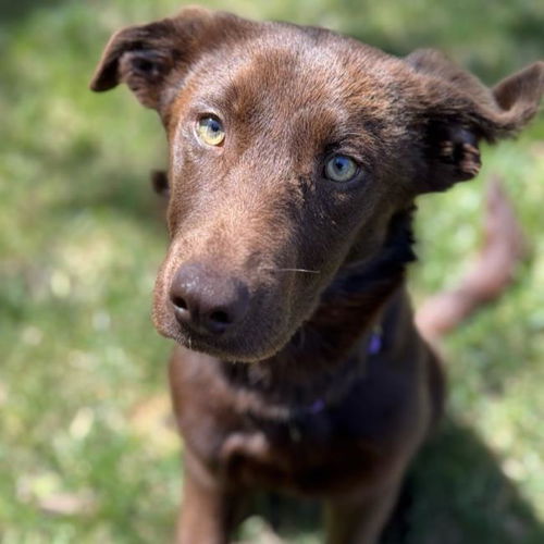 picture of the dog needing adoption