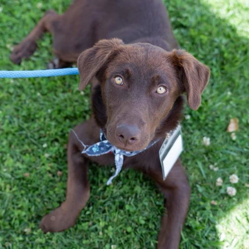picture of the dog needing adoption