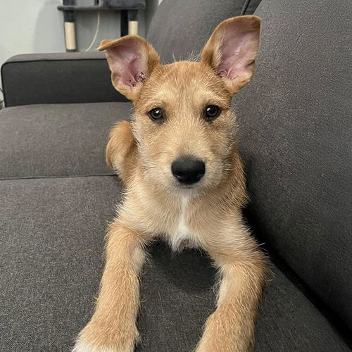 picture of the dog needing adoption