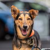 adoptable Dog in  named Lucas