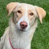 adoptable Dog in  named Hero - Waitlist Closed