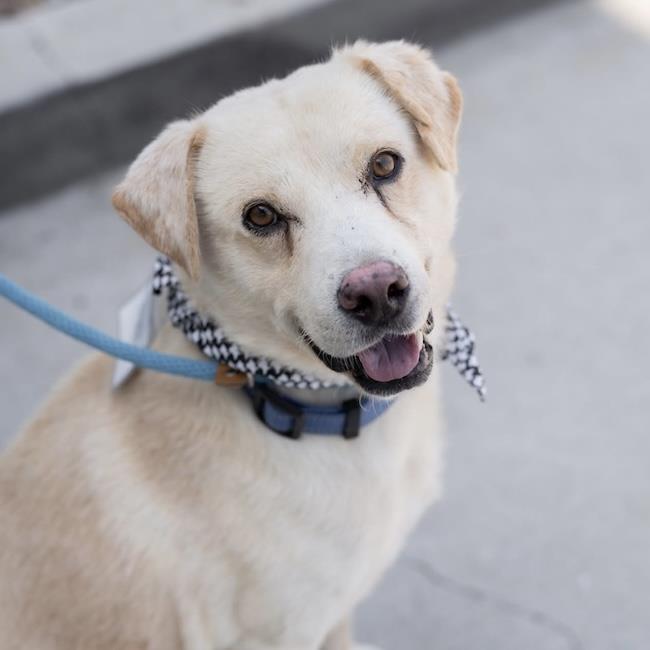 adoptable Dog in San Diego, CA named Wheatley