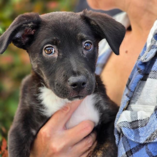 adoptable Dog in San Diego, CA named Shannon - (Medical)