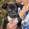 adoptable Dog in  named Shannon - (Medical)