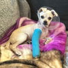 adoptable Dog in  named Manny - (Medical)