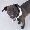 adoptable Dog in  named Lilith - Adopted!