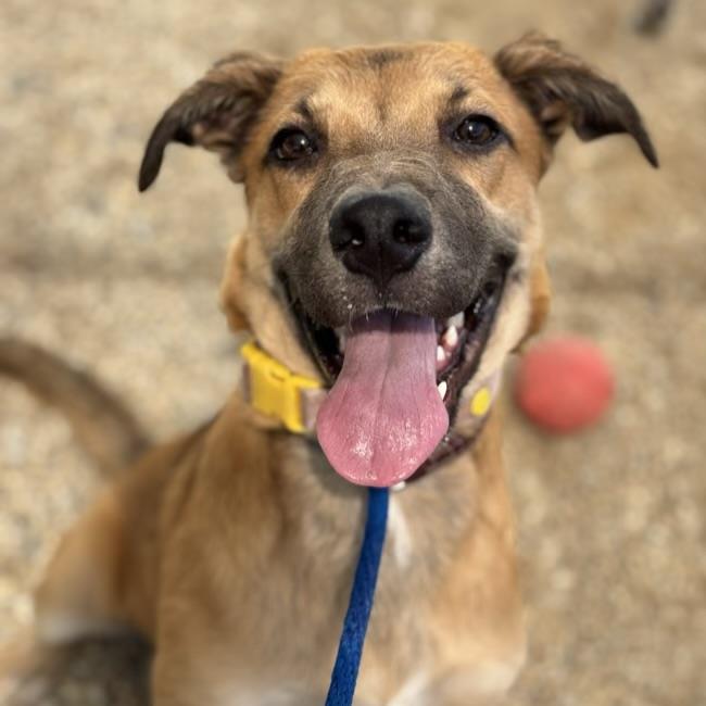 adoptable Dog in San Diego, CA named Riley