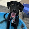 adoptable Dog in  named Raze - Adopted!