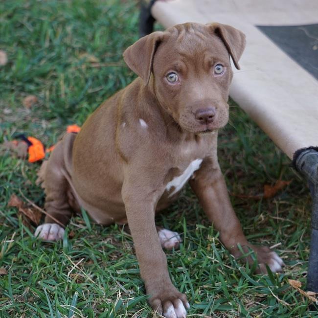 adoptable Dog in San Diego, CA named Lilo & Stitch Pup - Nani