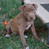 adoptable Dog in  named Lilo & Stitch Pup - Nani