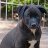 adoptable Dog in  named Lilo & Stitch Pup - Lilo