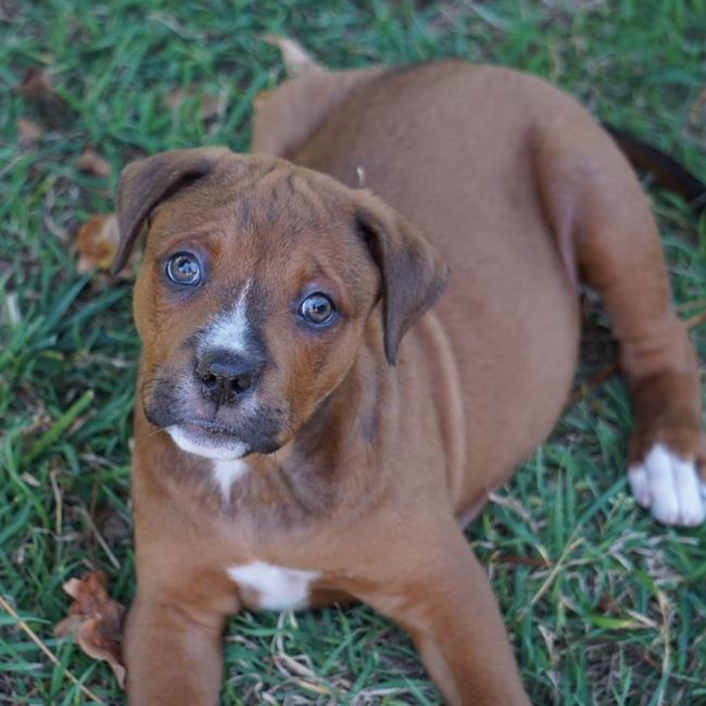 adoptable Dog in San Diego, CA named Lilo & Stitch Pup - Stitch