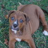 adoptable Dog in  named Lilo & Stitch Pup - Stitch
