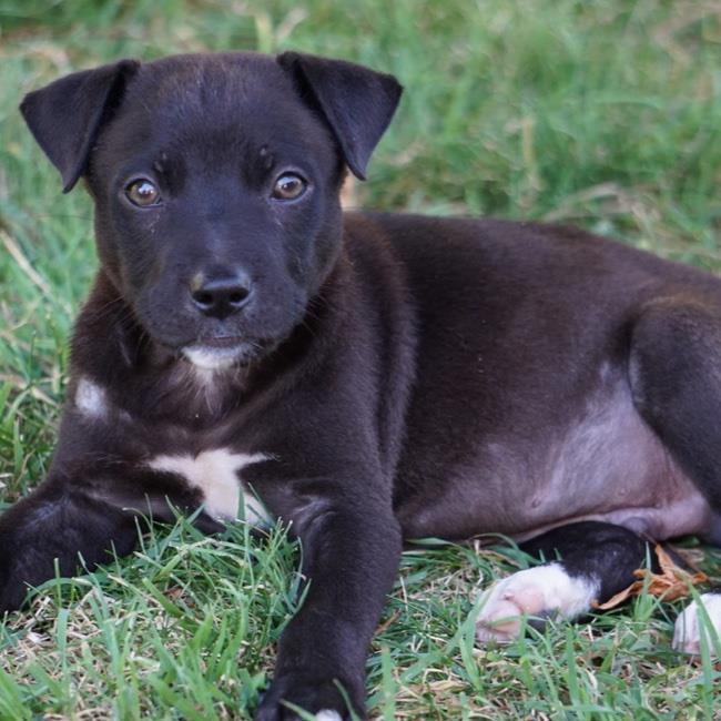 adoptable Dog in San Diego, CA named Lilo & Stitch Pup - Pleakley