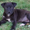 adoptable Dog in  named Lilo & Stitch Pup - Pleakley