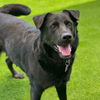adoptable Dog in  named Kim Possible