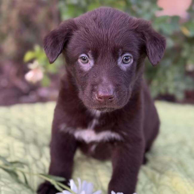 adoptable Dog in San Diego, CA named Kim Possible Pup - Monique - Adopted!