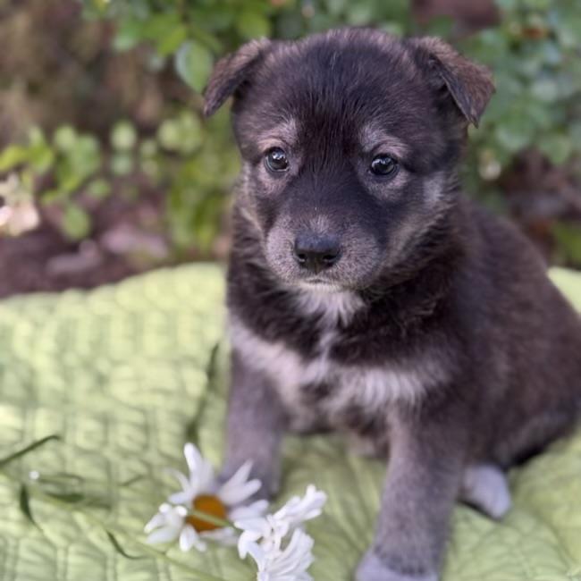 adoptable Dog in San Diego, CA named Kim Possible Pup - Shego - Adopted!