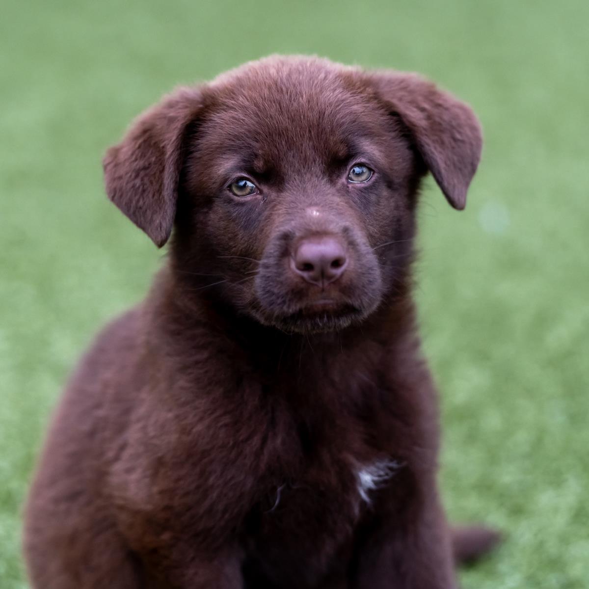 adoptable Dog in San Diego, CA named Kim Possible Pup - Bonnie Rockwaller