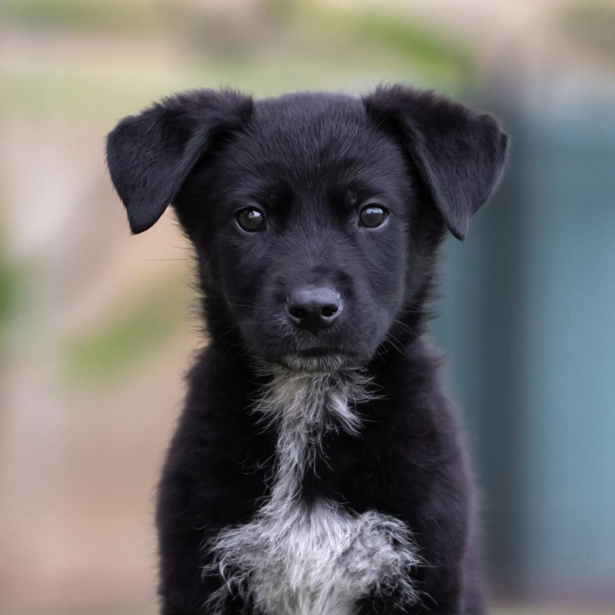 adoptable Dog in San Diego, CA named Kim Possible Pup - Ron Stoppable