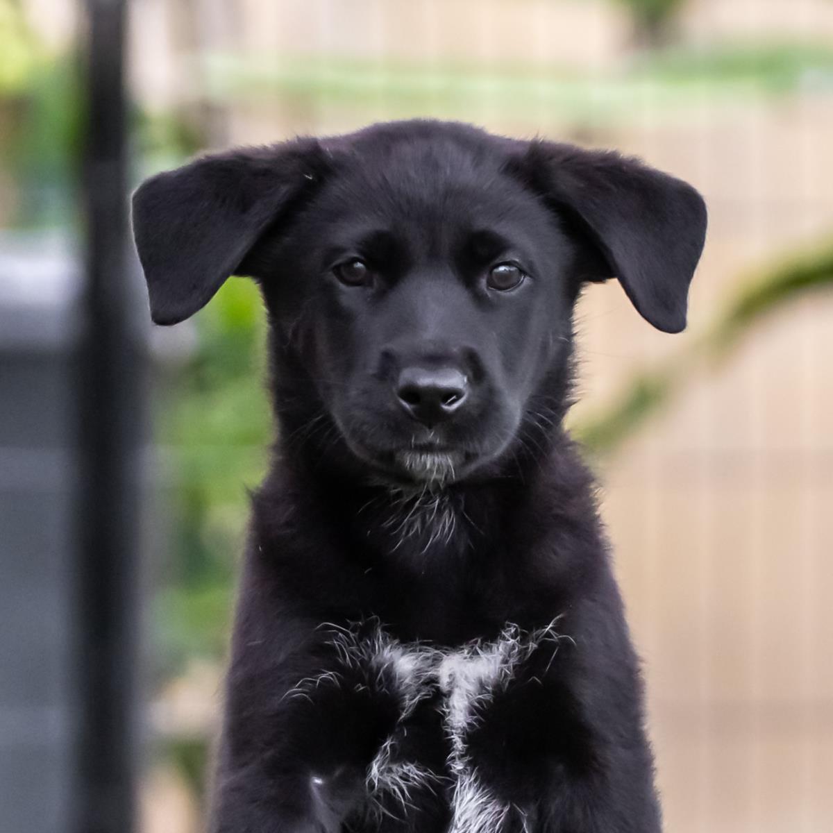 adoptable Dog in San Diego, CA named Kim Possible Pup - Duff Killigan