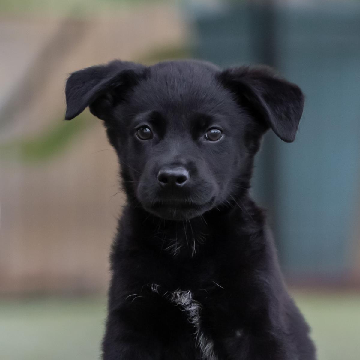 adoptable Dog in San Diego, CA named Kim Possible Pup - Drakken